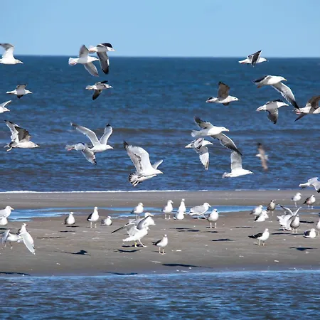 Apartment Deichknutt Himmel - Mit Hafen Und Meerblick Juist